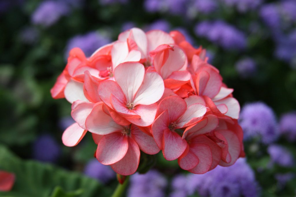 Sept 11 Column Overwintering Geraniums Susan S In The