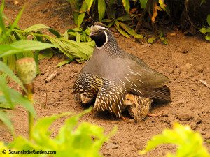 California quail