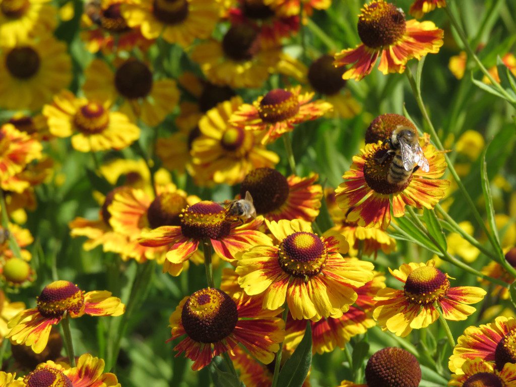 Apr. 17 column: Attracting pollinators - Susan's in the Garden