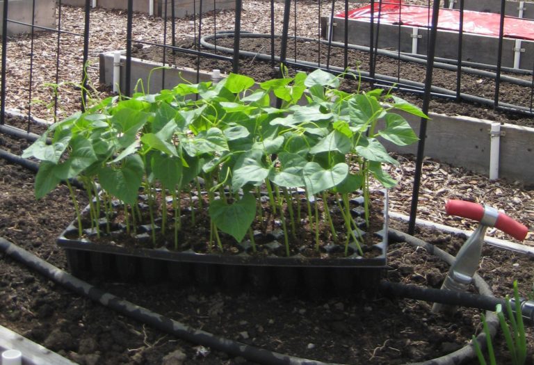 bean-pole-seedling-2-crop-susan-s-in-the-garden