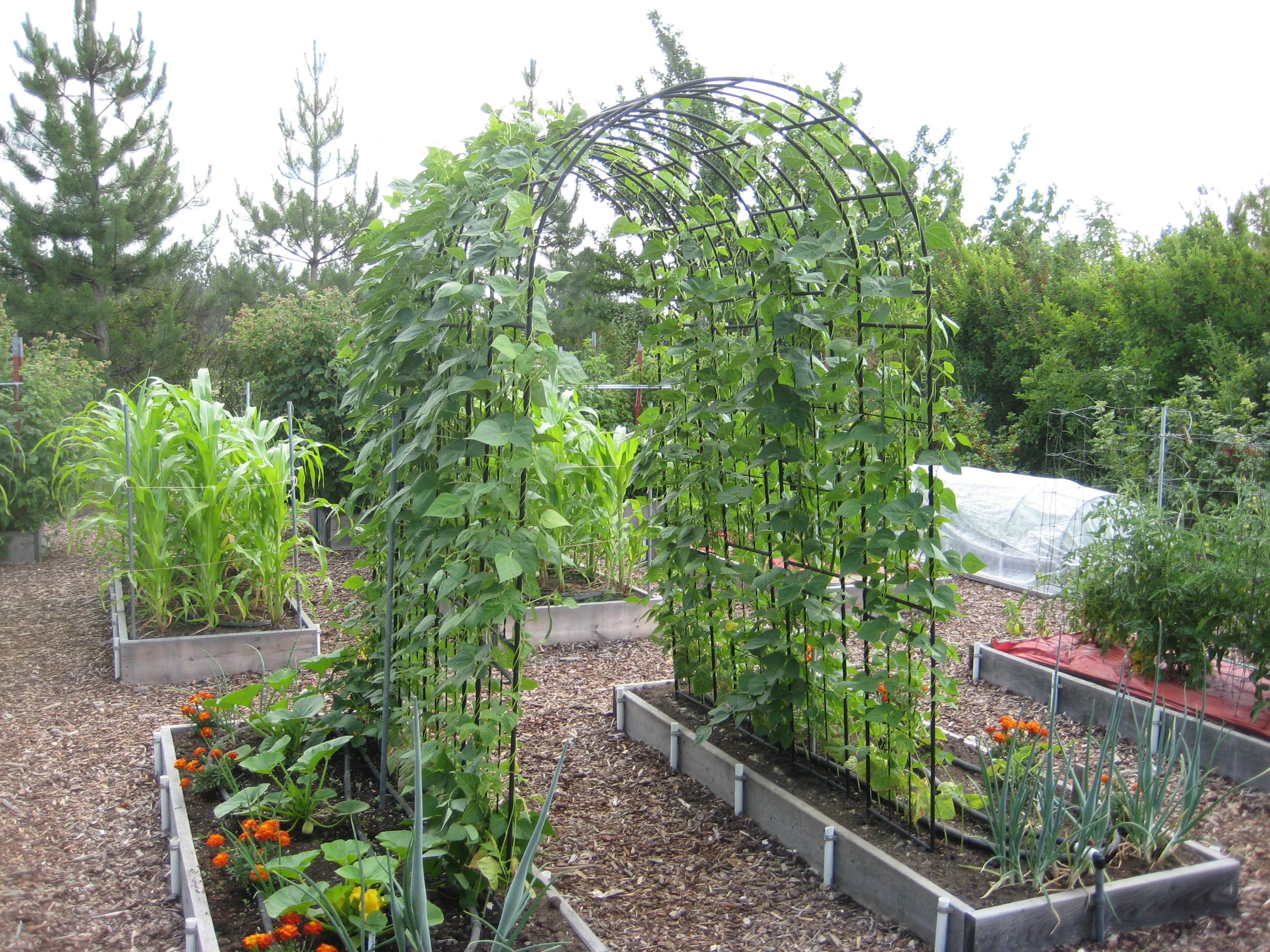 Planting Pole Beans Susan s In The Garden