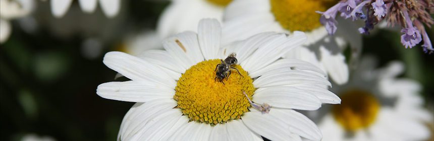 Pollinator Event - Susan's in the Garden