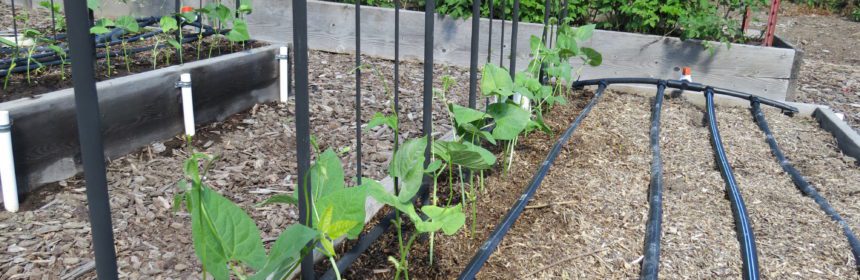 A How-To on Trellising - Greyfield Inn