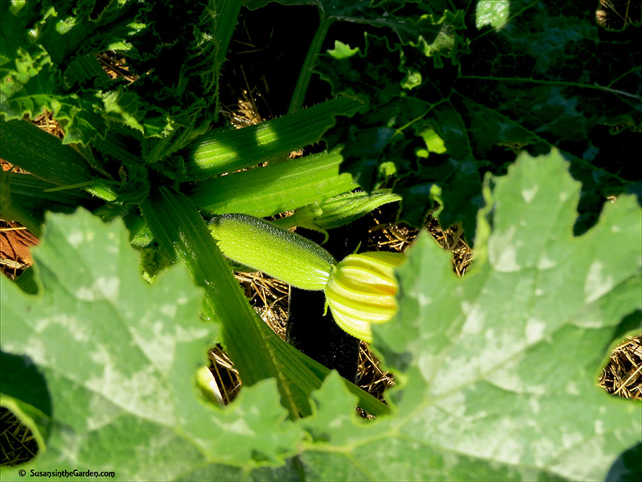 why-do-the-zucchinis-fall-off-my-plants-susan-s-in-the-garden