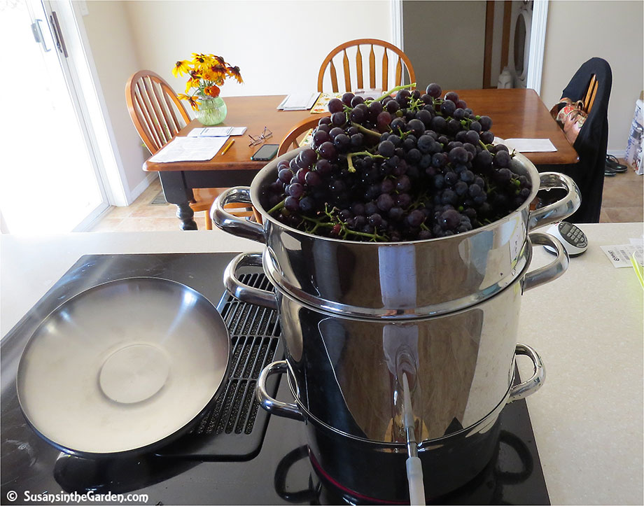 How to Make and Can Grape Juice (with a Steam Juicer) - The Seasonal  Homestead