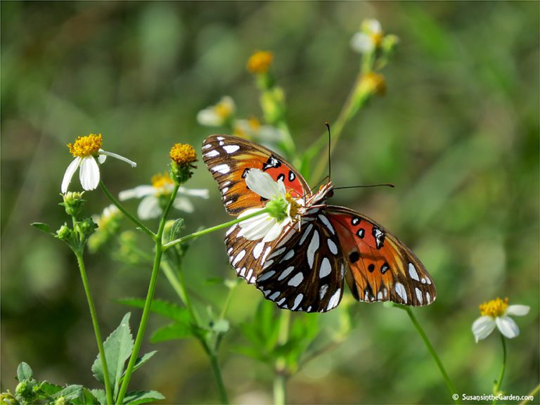 Butterflies Of Georgia