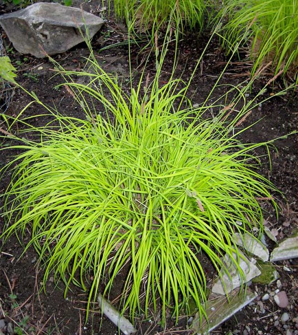 Ornamental grasses add texture to the landscape - Susan's in the Garden