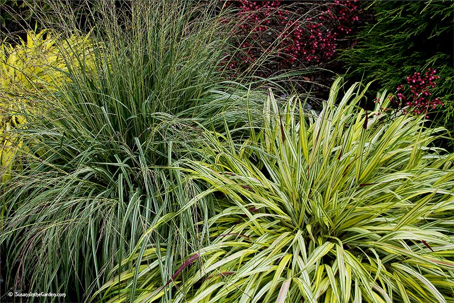 Ornamental Grasses Add Texture To The Landscape Susan S