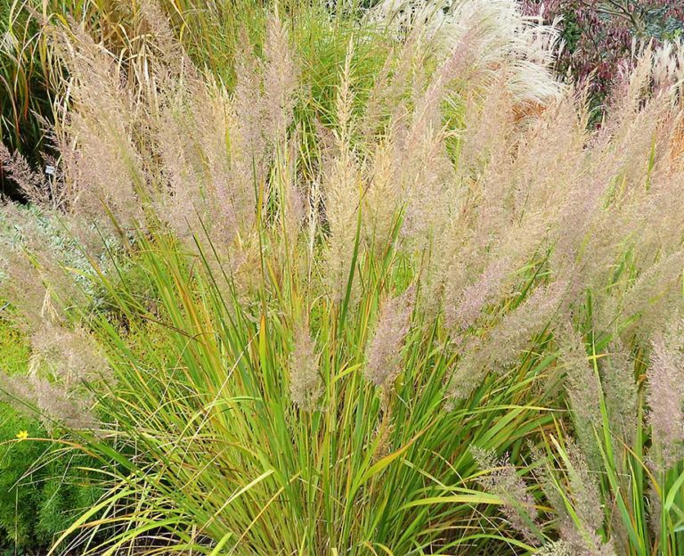 Ornamental grasses