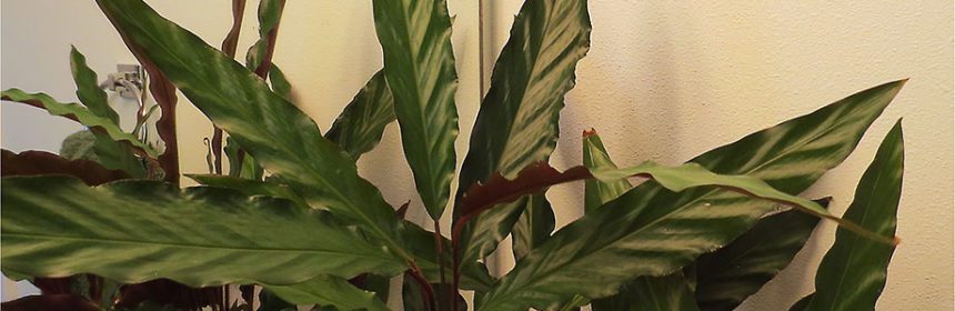 Fabulous houseplants Calathea rufibarba - Susan s in the 