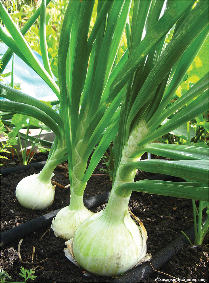 Planting onion plants Idea