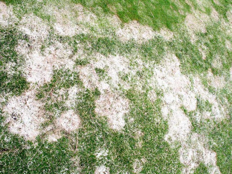 Snow Mold On Lawns Susan S In The Garden