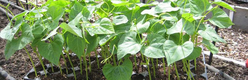 9 Transplanting Tips For Success Susan s In The Garden