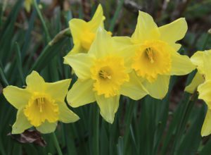 Spring Flowers: Yellow in the Garden - Susan's in the Garden