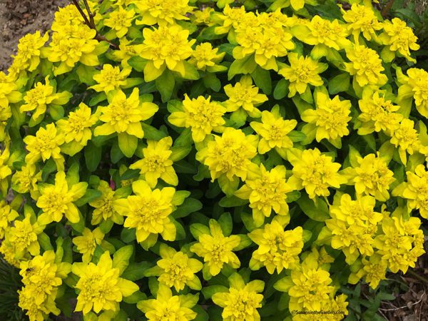 Spring Flowers: Yellow in the Garden - Susan's in the Garden