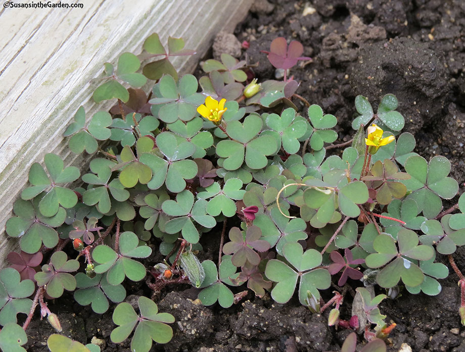 Weeds Creeping Wood Sorrel Editps Susan S In The Garden