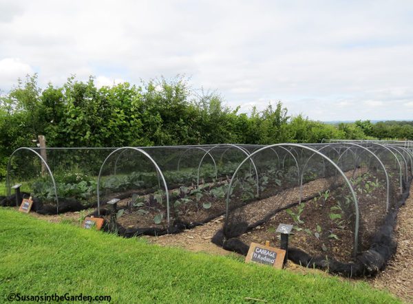 Garden Travels: Crop Protection Covers - Susan's in the Garden