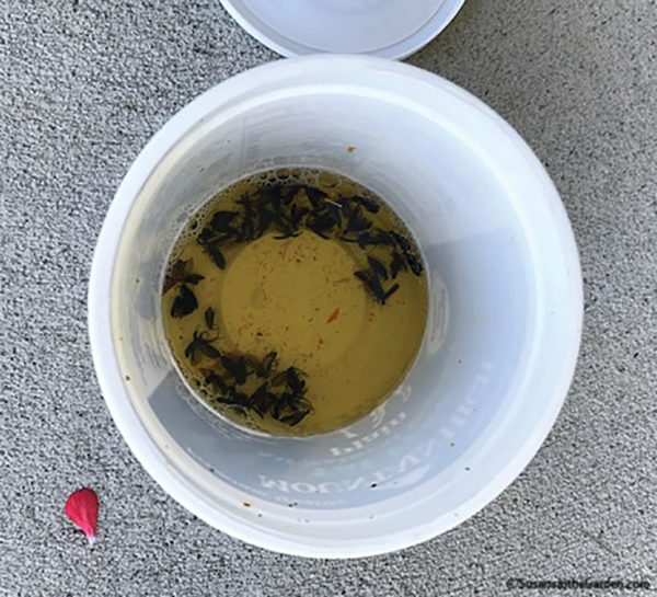 Blister Beetles, Black - Susan's in the Garden