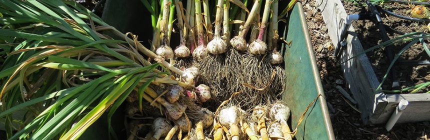 garlic harvest season milestone growing always nice during crop