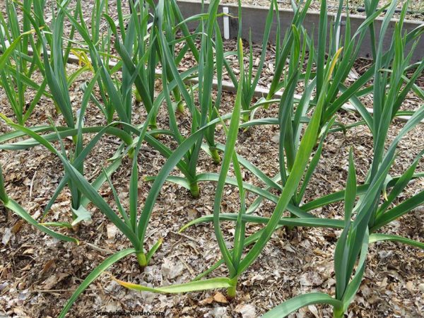 It's Garlic Harvest Time - Susan's in the Garden