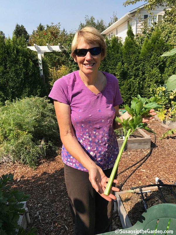 Harvesting Celery - Susan's in the Garden