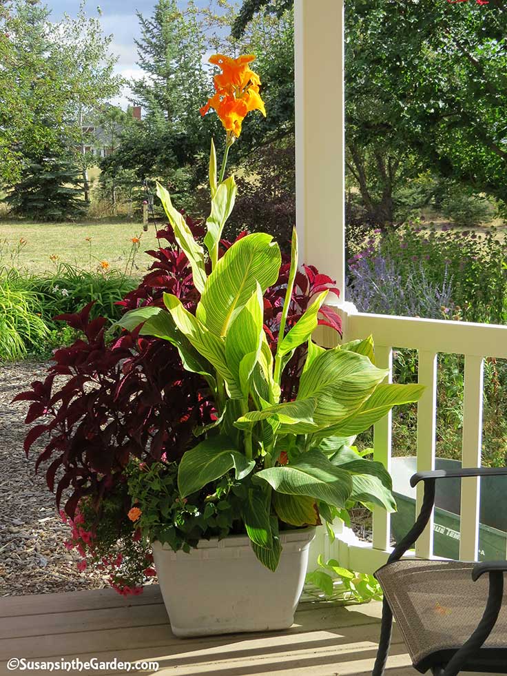 Overwinter Your Canna Lilies Susan s In The Garden