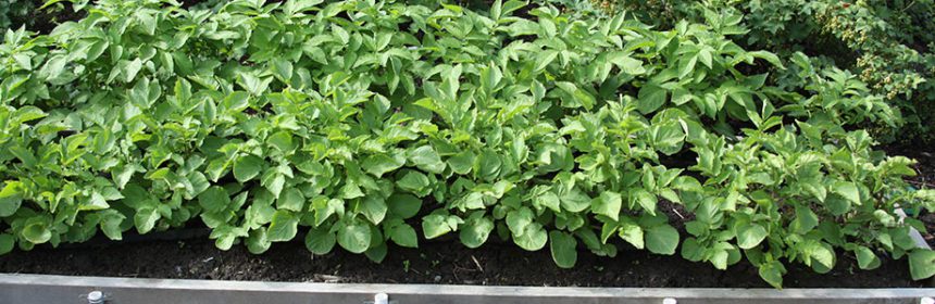 How To Harvest And Store Potatoes - Susan's In The Garden