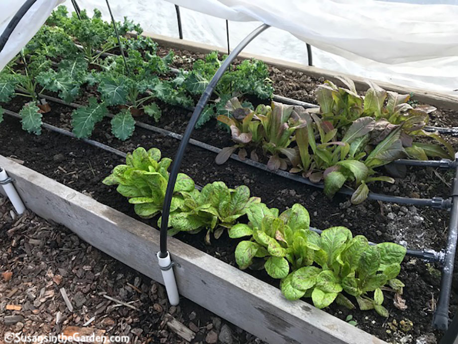 Hoop House Update - December - Susan's in the Garden