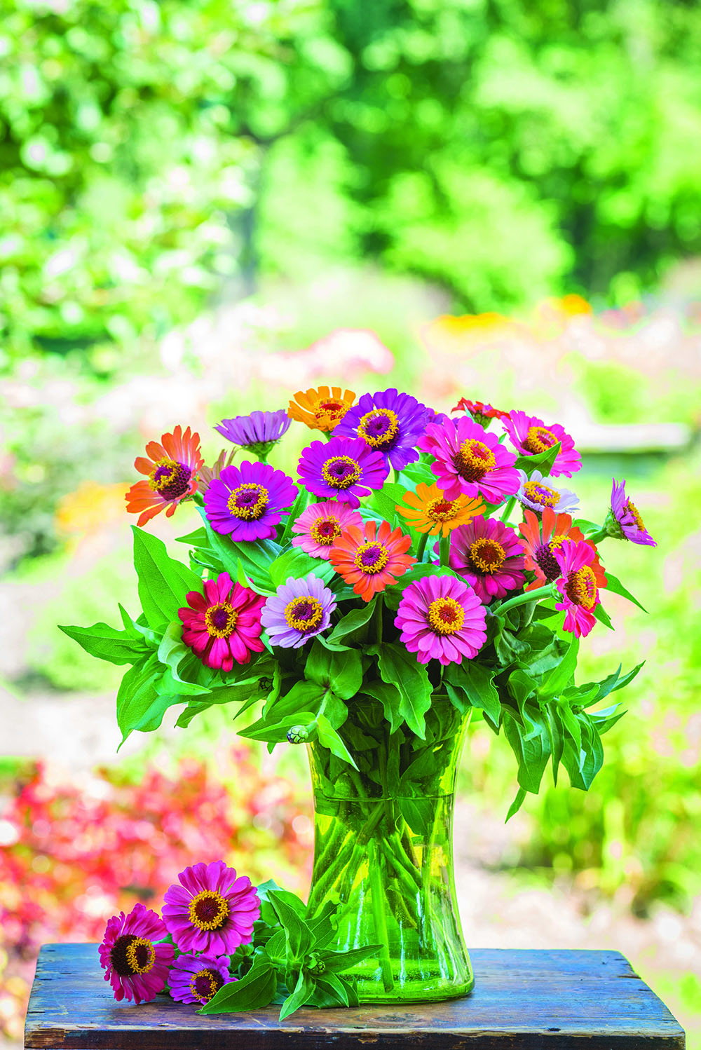 Zinnia 'Forecast' - Susan's In The Garden