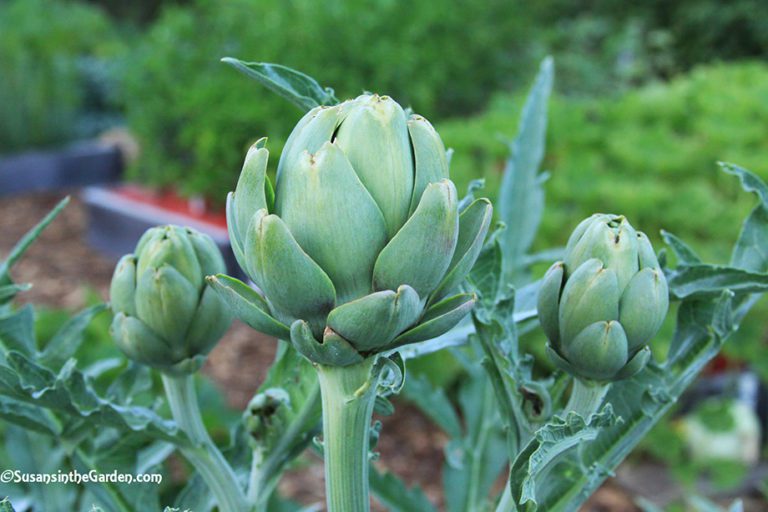 organic artichoke seedlings