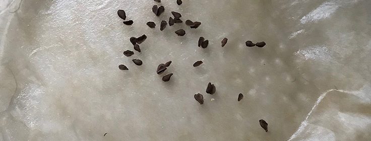 Seed-Starting Terminology - Susan's in the Garden