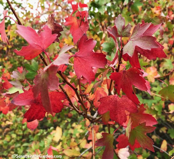 Garden for Wildlife - Susan's in the Garden