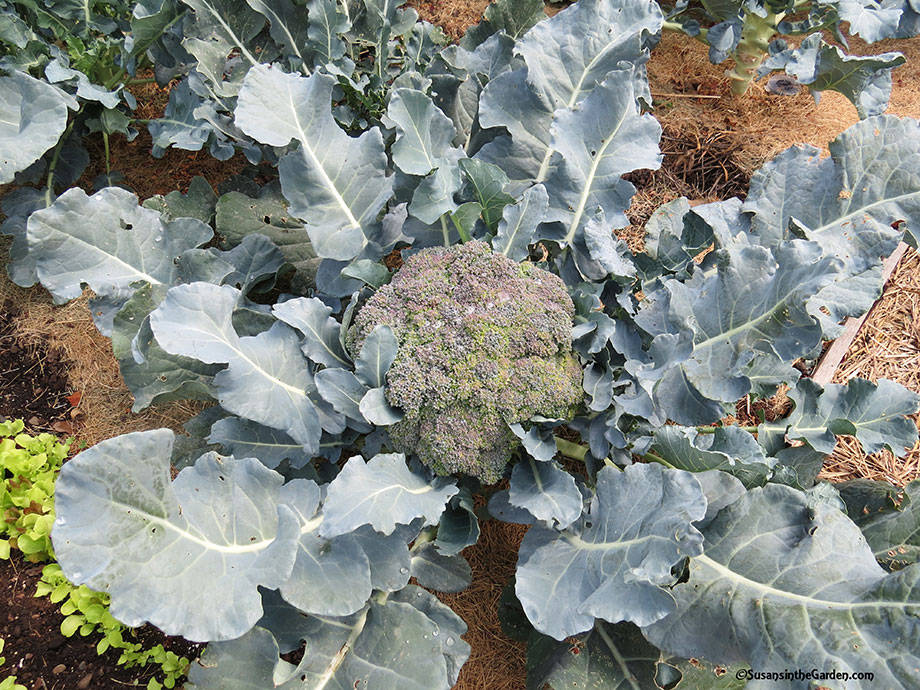 Tips for Growing Cabbage Family Crops - Susan's in the Garden