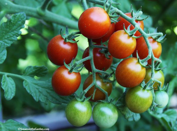 tomato care