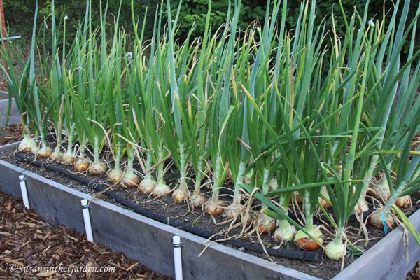 Apr. 19 Column: How to Grow Onions - Susan's in the Garden