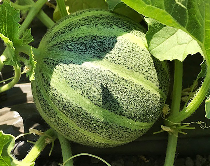 ripen tomatoes