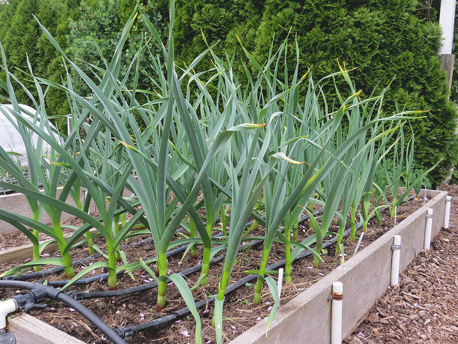 Sept. 27 Column: How to Plant Garlic - Susan's in the Garden
