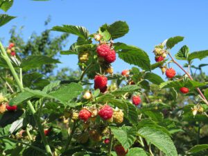 Prune Raspberries