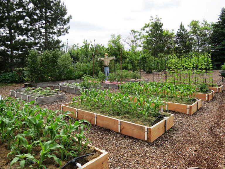 Feb. 28 Column: Choosing Your Vegetable Garden Site - Susan's In The Garden