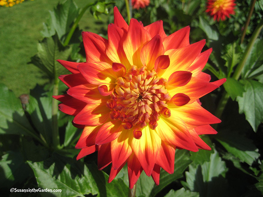 May 2 Column: Grow Dahlias - Susan's in the Garden