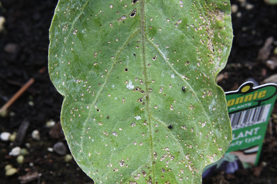 flea beetles