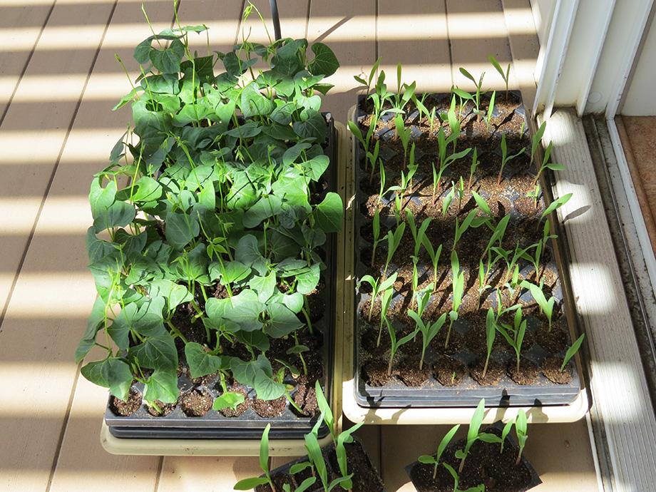 Column: The Importance of Hardening Off Seedlings - Susan's in the Garden