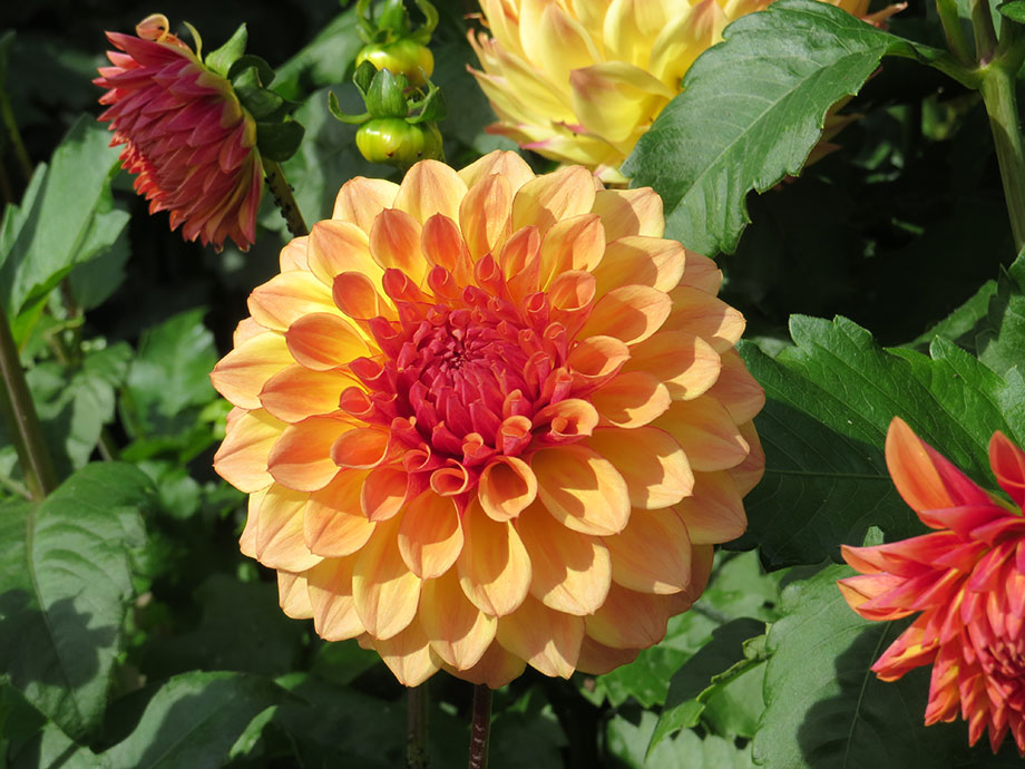 Spokane Dahlia Festival - Susan's in the Garden