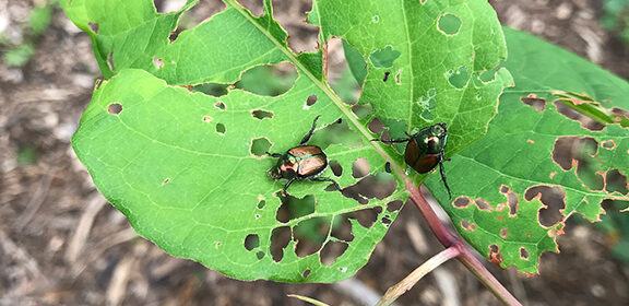 organic insect control, Japanese beetles