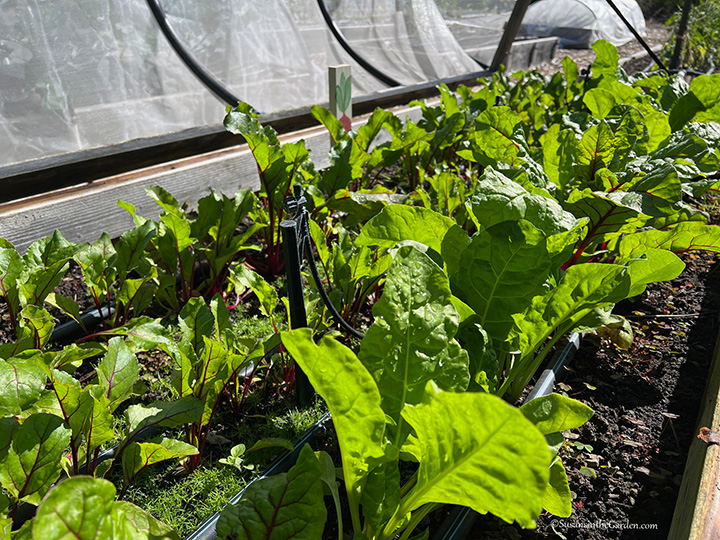 June vegetable garden tour