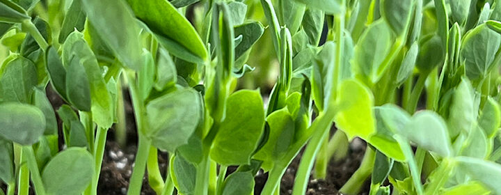 garden videos, microgreens